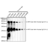 Western Blot - Goat Anti-Human IgG H&L Antibody (HRP) (A17337) - Antibodies.com