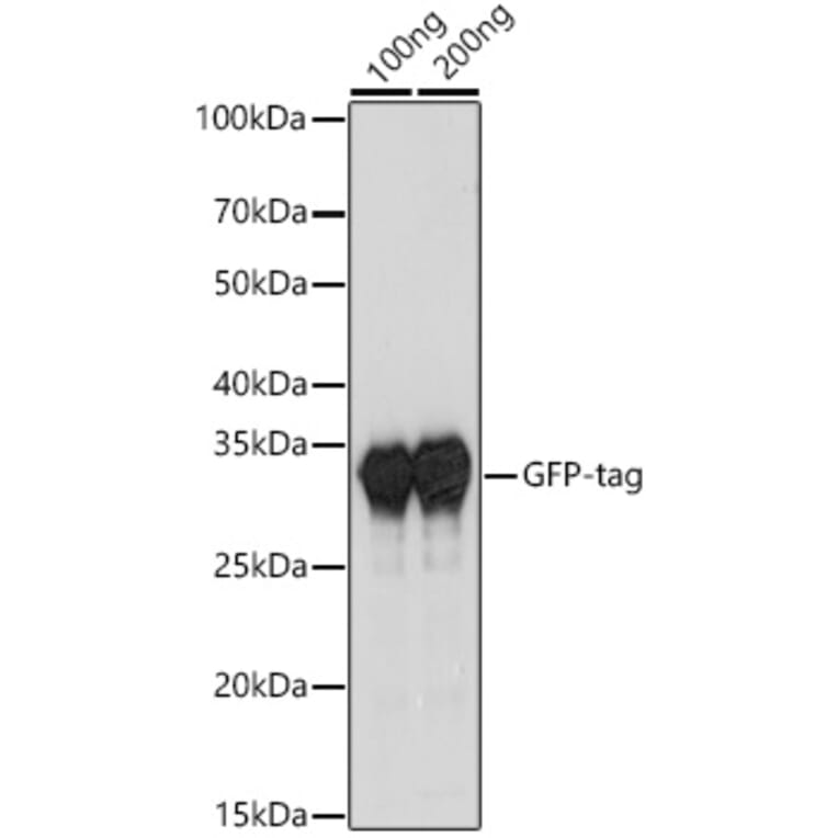 Western Blot - Goat Anti-Rabbit IgG H&L Antibody (AP) (A17340) - Antibodies.com