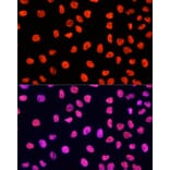 Immunofluorescence - Goat Anti-Rabbit IgG H&L Antibody (Cyanine 3) (A17341) - Antibodies.com