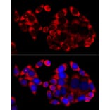 Immunofluorescence - Goat Anti-Rabbit IgG H&L Antibody (Cyanine 3) (A17341) - Antibodies.com