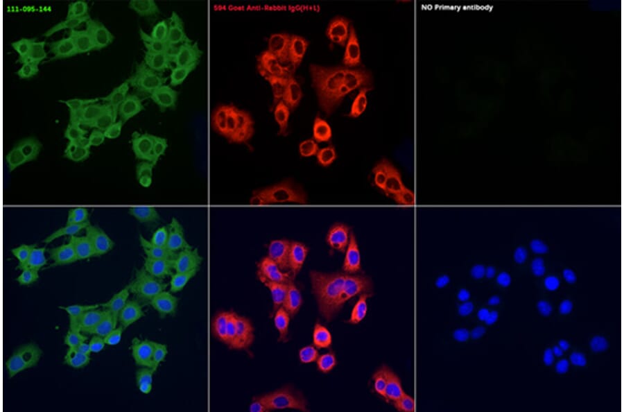 Immunofluorescence - Goat Anti-Rabbit IgG H&L Antibody (FITC) (A17342) - Antibodies.com