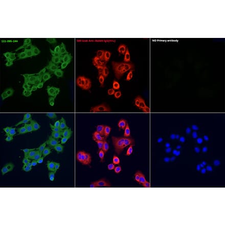 Immunofluorescence - Goat Anti-Rabbit IgG H&L Antibody (FITC) (A17342) - Antibodies.com