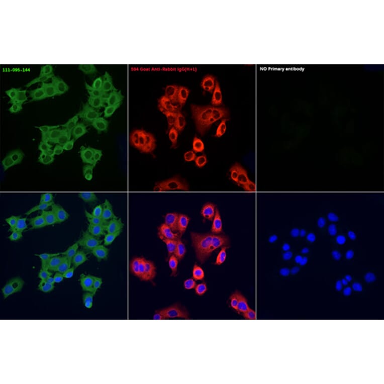 Immunofluorescence - Goat Anti-Rabbit IgG H&L Antibody (FITC) (A17342) - Antibodies.com