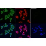 Immunofluorescence - Goat Anti-Rabbit IgG H&L Antibody (FITC) (A17342) - Antibodies.com
