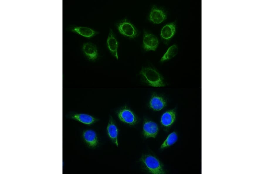 Immunofluorescence - Donkey Anti-Rabbit IgG H&L Antibody (FITC) (A17343) - Antibodies.com