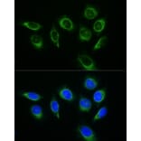 Immunofluorescence - Donkey Anti-Rabbit IgG H&L Antibody (FITC) (A17343) - Antibodies.com