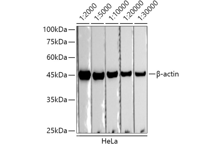 Western Blot - Donkey Anti-Rabbit IgG H&L Antibody (HRP) (A17344) - Antibodies.com
