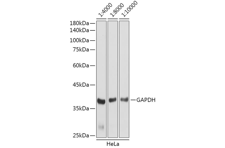 Western Blot - Goat Anti-Rabbit IgG H&L Antibody (HRP) (A17345) - Antibodies.com