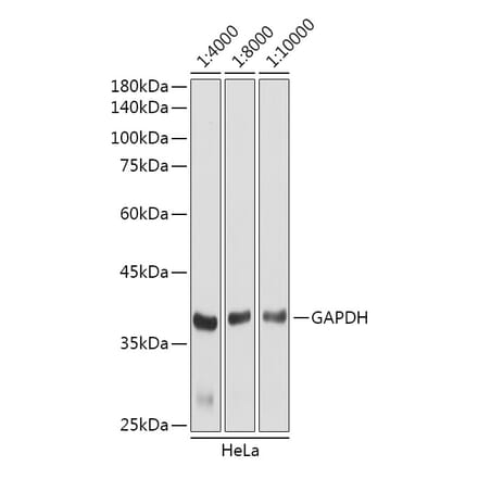 Western Blot - Goat Anti-Rabbit IgG H&L Antibody (HRP) (A17345) - Antibodies.com
