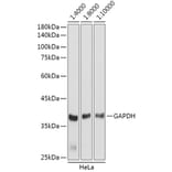 Western Blot - Goat Anti-Rabbit IgG H&L Antibody (HRP) (A17345) - Antibodies.com