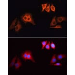 Immunofluorescence - Goat Anti-Rabbit IgG H&L Antibody (TRITC) (A17346) - Antibodies.com