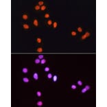 Immunofluorescence - Goat Anti-Rabbit IgG H&L Antibody (TRITC) (A17346) - Antibodies.com