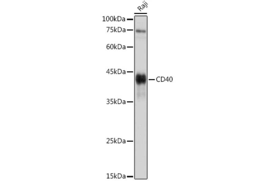 Western Blot - Goat Anti-Guinea Pig IgG H&L Antibody (HRP) (A17347) - Antibodies.com