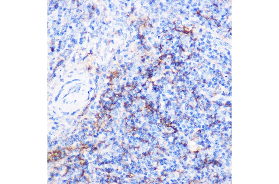 Immunohistochemistry - Goat Anti-Guinea Pig IgG H&L Antibody (HRP) (A17347) - Antibodies.com