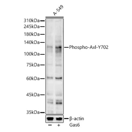 Western Blot - Goat Anti-Mouse IgG H&L Antibody (AP) (A17348) - Antibodies.com