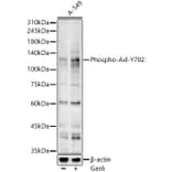 Western Blot - Goat Anti-Mouse IgG H&L Antibody (AP) (A17348) - Antibodies.com