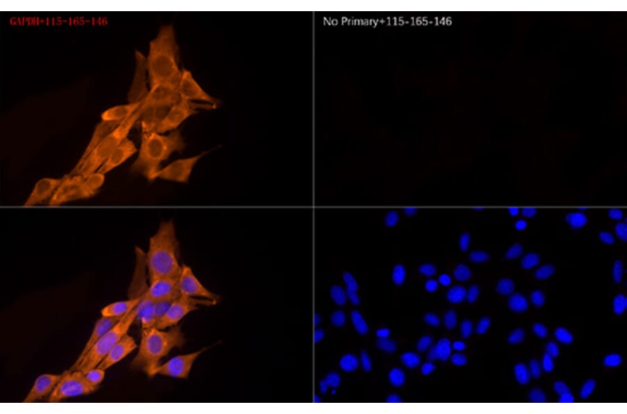 Immunofluorescence - Goat Anti-Mouse IgG H&L Antibody (Cyanine 3) (A17349) - Antibodies.com