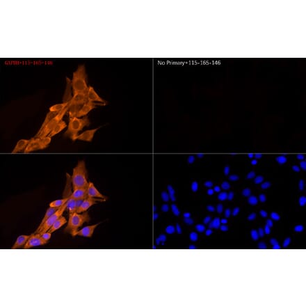 Immunofluorescence - Goat Anti-Mouse IgG H&L Antibody (Cyanine 3) (A17349) - Antibodies.com