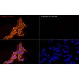 Immunofluorescence - Goat Anti-Mouse IgG H&L Antibody (Cyanine 3) (A17349) - Antibodies.com