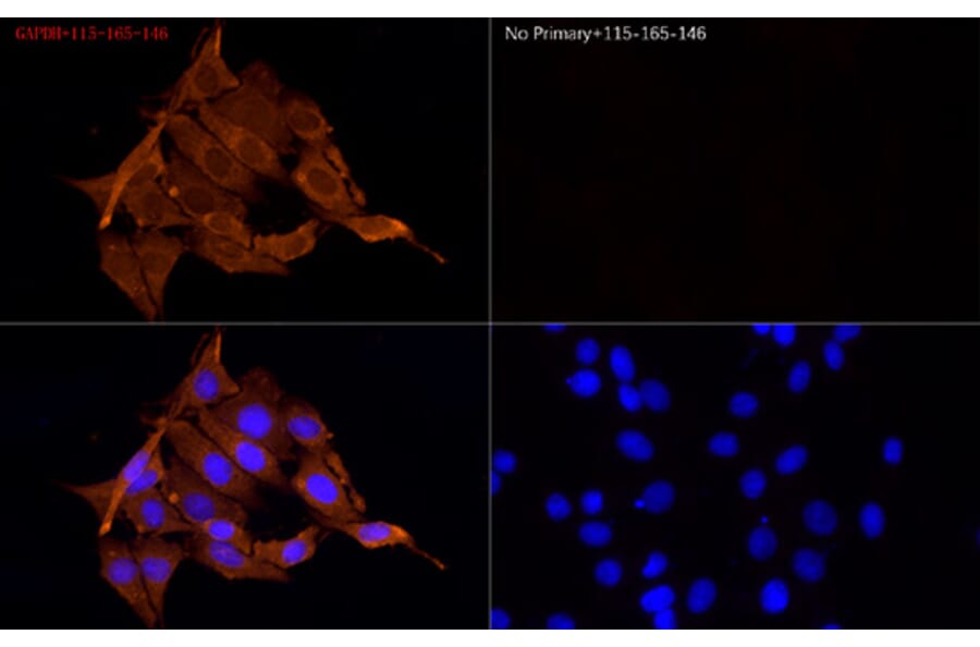 Immunofluorescence - Goat Anti-Mouse IgG H&L Antibody (Cyanine 3) (A17349) - Antibodies.com