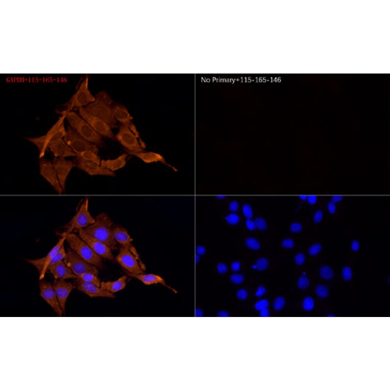 Immunofluorescence - Goat Anti-Mouse IgG H&L Antibody (Cyanine 3) (A17349) - Antibodies.com