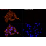 Immunofluorescence - Goat Anti-Mouse IgG H&L Antibody (Cyanine 3) (A17349) - Antibodies.com