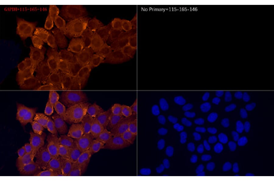 Immunofluorescence - Goat Anti-Mouse IgG H&L Antibody (Cyanine 3) (A17349) - Antibodies.com