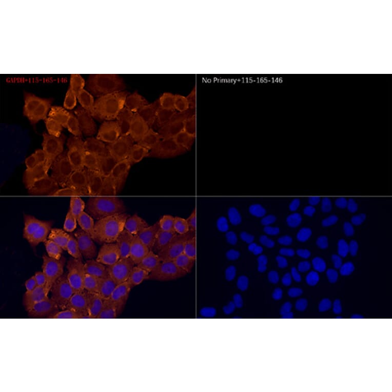 Immunofluorescence - Goat Anti-Mouse IgG H&L Antibody (Cyanine 3) (A17349) - Antibodies.com