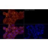 Immunofluorescence - Goat Anti-Mouse IgG H&L Antibody (Cyanine 3) (A17349) - Antibodies.com