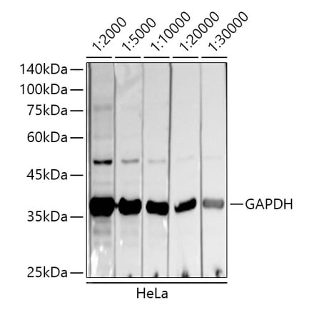 Western Blot - Donkey Anti-Mouse IgG H&L Antibody (HRP) (A17351) - Antibodies.com