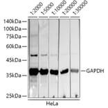 Western Blot - Donkey Anti-Mouse IgG H&L Antibody (HRP) (A17351) - Antibodies.com