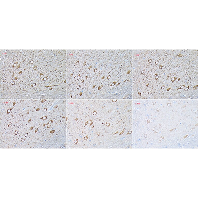 Immunohistochemistry - Donkey Anti-Mouse IgG H&L Antibody (HRP) (A17351) - Antibodies.com