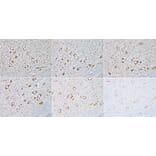 Immunohistochemistry - Donkey Anti-Mouse IgG H&L Antibody (HRP) (A17351) - Antibodies.com