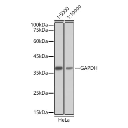 Western Blot - Goat Anti-Mouse IgG H&L Antibody (HRP) (A17352) - Antibodies.com
