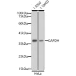 Western Blot - Goat Anti-Mouse IgG H&L Antibody (HRP) (A17352) - Antibodies.com