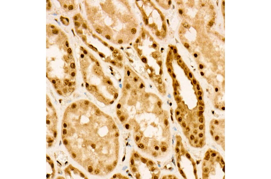 Immunohistochemistry - Rabbit Anti-Goat IgG H&L Antibody (Cyanine 3) (A17354) - Antibodies.com