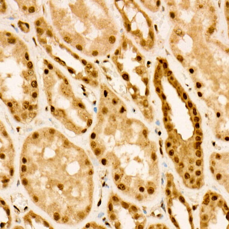Immunohistochemistry - Rabbit Anti-Goat IgG H&L Antibody (Cyanine 3) (A17354) - Antibodies.com