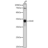 Western Blot - Rabbit Anti-Goat IgG H&L Antibody (FITC) (A17356) - Antibodies.com