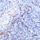 Immunohistochemistry - Rabbit Anti-Goat IgG H&L Antibody (FITC) (A17356) - Antibodies.com