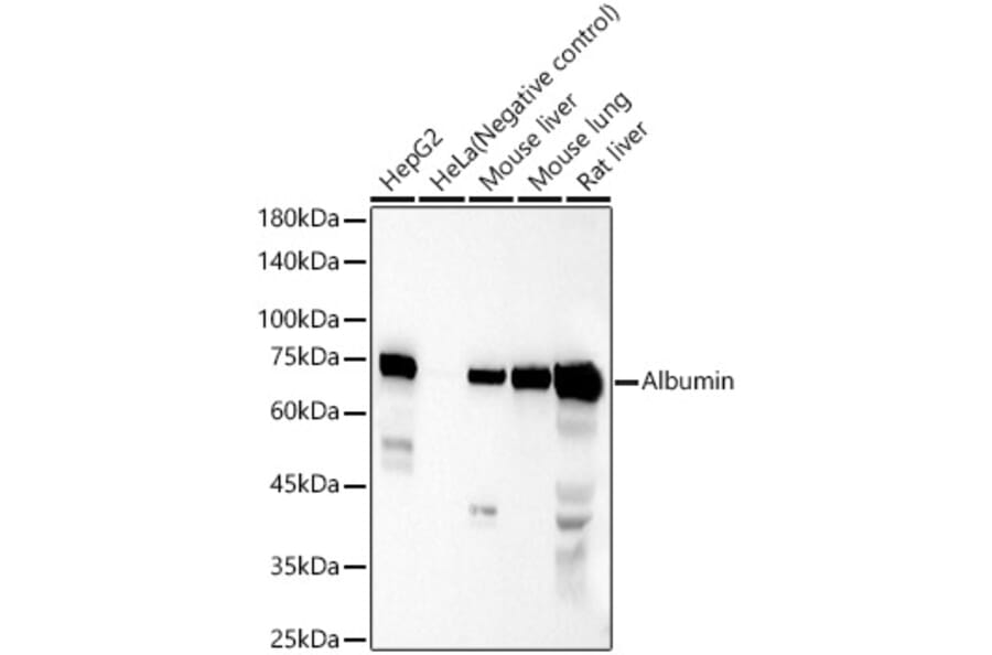 Western Blot - Donkey Anti-Goat IgG H&L Antibody (HRP) (A17357) - Antibodies.com
