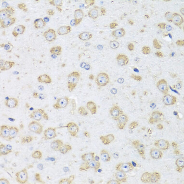 Immunohistochemistry - Donkey Anti-Goat IgG H&L Antibody (HRP) (A17357) - Antibodies.com