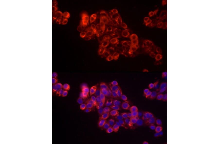 Immunofluorescence - Donkey Anti-Goat IgG H&L Antibody (HRP) (A17357) - Antibodies.com