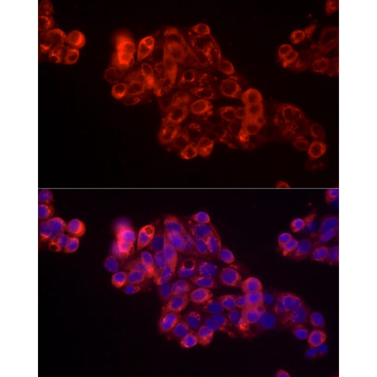 Immunofluorescence - Donkey Anti-Goat IgG H&L Antibody (HRP) (A17357) - Antibodies.com