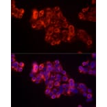 Immunofluorescence - Donkey Anti-Goat IgG H&L Antibody (HRP) (A17357) - Antibodies.com