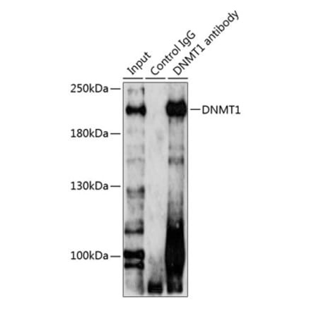Western Blot - Rabbit Anti-Goat IgG H&L Antibody (HRP) (A17358) - Antibodies.com