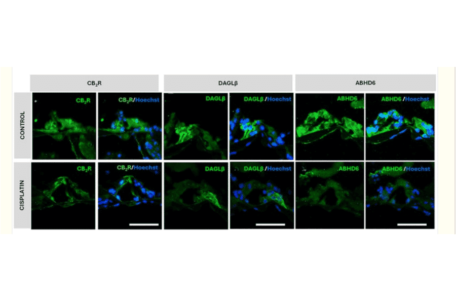 Immunohistochemistry - Rabbit Anti-Goat IgG H&L Antibody (HRP) (A17358) - Antibodies.com