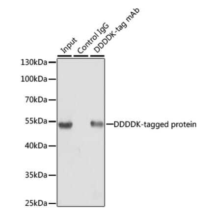 Immunoprecipitation - Rabbit IgG - Isotype Control (A17360) - Antibodies.com