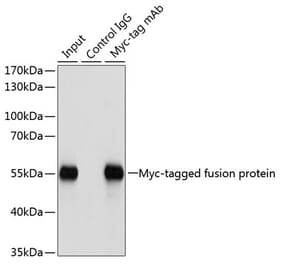 Immunoprecipitation - Mouse IgG - Isotype Control (A17361) - Antibodies.com