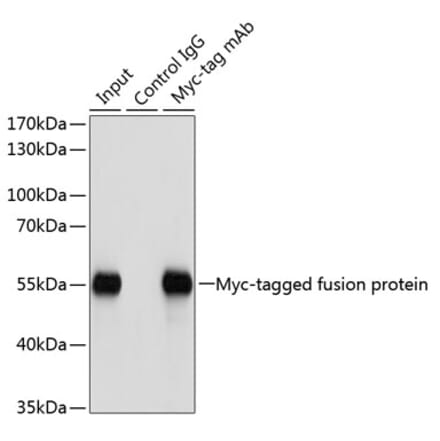 Immunoprecipitation - Mouse IgG - Isotype Control (A17361) - Antibodies.com