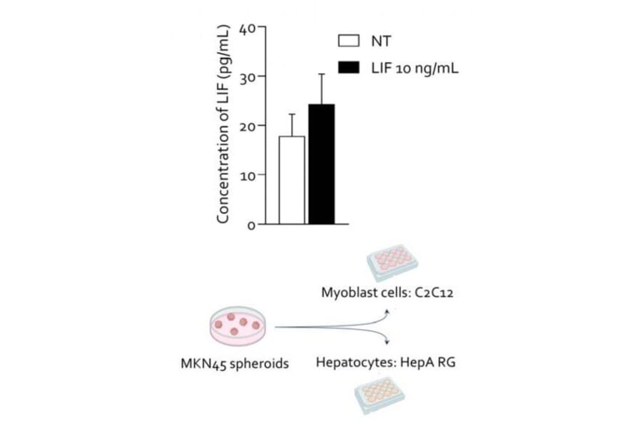 ELISA - Human LIF ELISA Kit (A2990) - Antibodies.com